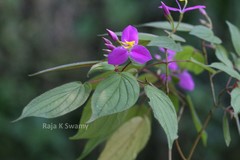 Sonerila parameswaranii